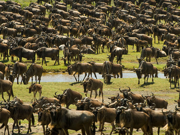 Christmas Bucket List - Journey Of The Wildebeest Luxury Safari