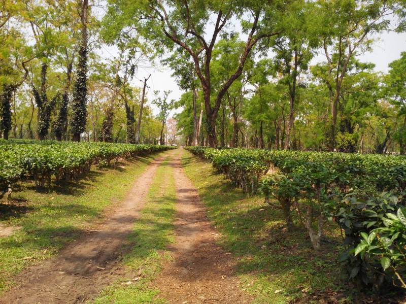 North East India Wildlife Tour