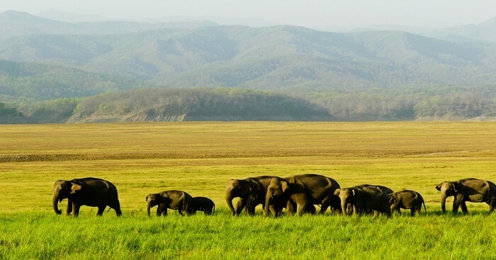 Assam Jungle Safari