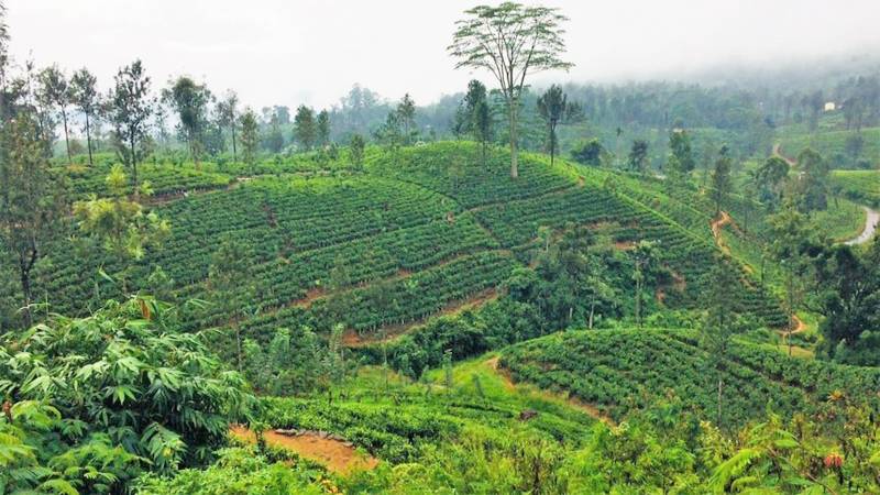 7 Nights 8 Days Package tor To Sri Lanka