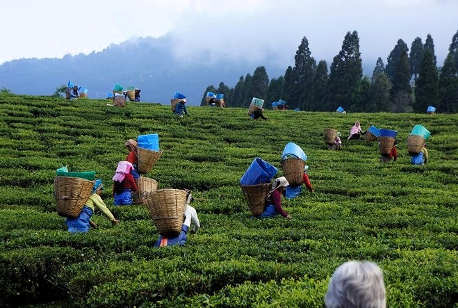 7 Nights 8 Days Package tor To Sri Lanka