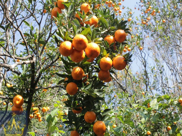 Charkhole, Kalimpong, Sitong, Dooars, Darjeeling, Jhandi Economic Tour Package