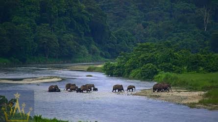 Charkhole, Kalimpong, Sitong, Dooars, Darjeeling, Jhandi Economic Tour Package