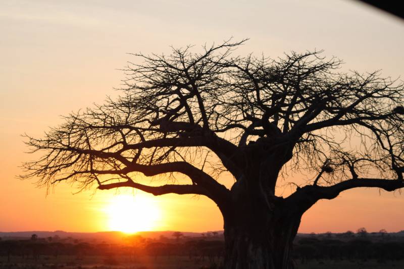 5 Days Tanzania Wildlife Safari