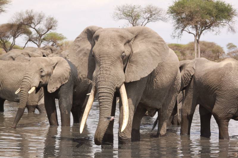 5 Days Tanzania Wildlife Safari