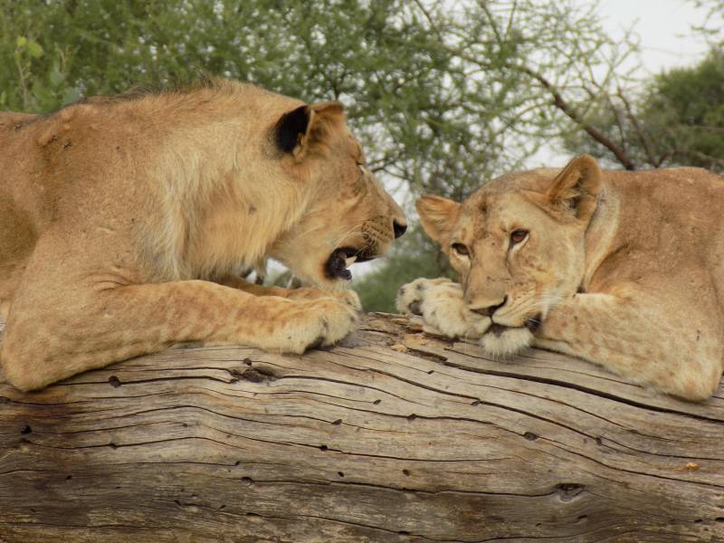 5 Days Tanzania Wildlife Safari