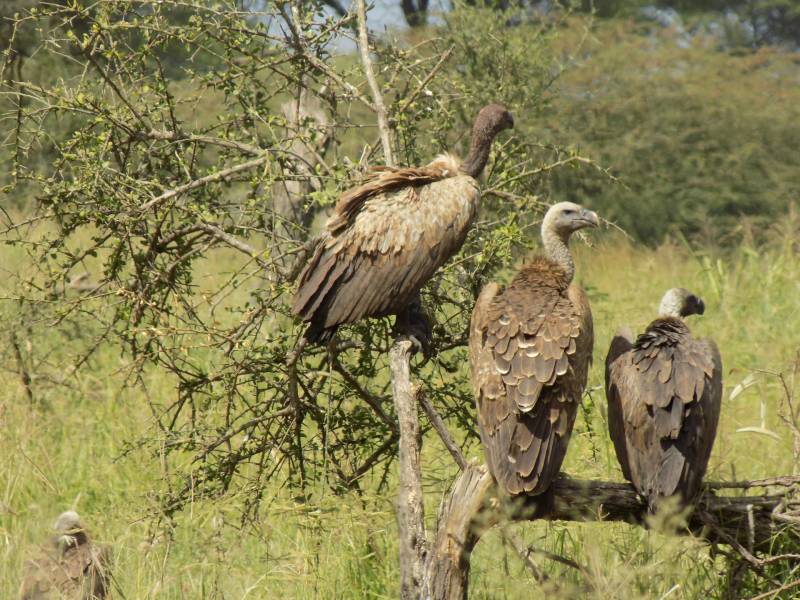 5 Days Tanzania Wildlife Safari