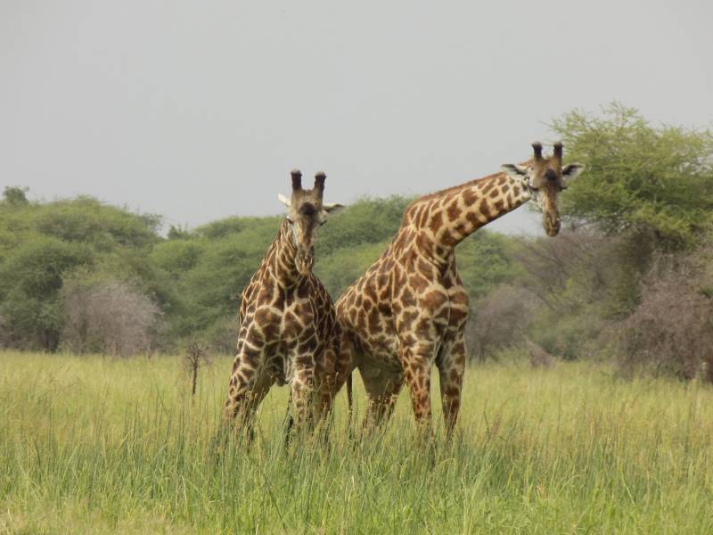 5 Days Tanzania Wildlife Safari
