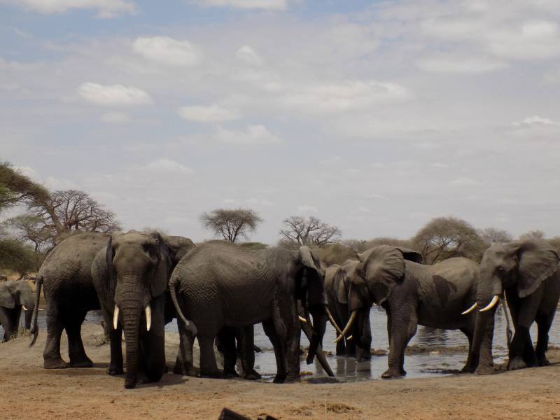5 Days Tanzania Wildlife Safari
