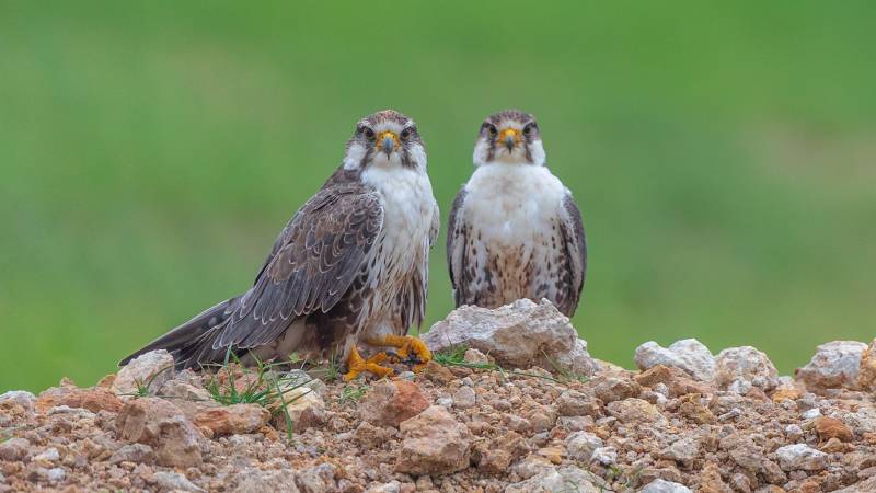 Wildlife Oasis of Desert