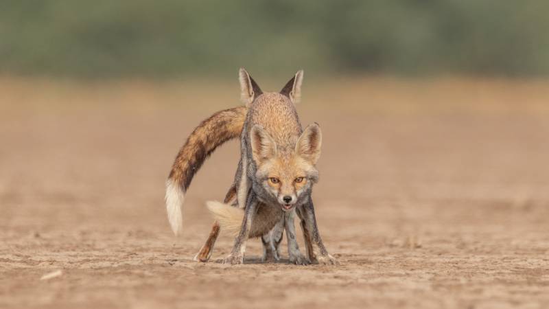 Wildlife Oasis of Desert