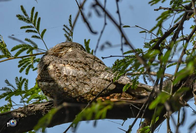 3 Night 4 Day Birder Paradise - Bharatpur Tour