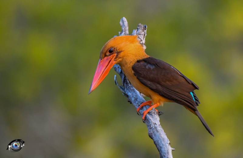 The Only Mangrove Tigerland of Globe - Sundarban Tiger reserve