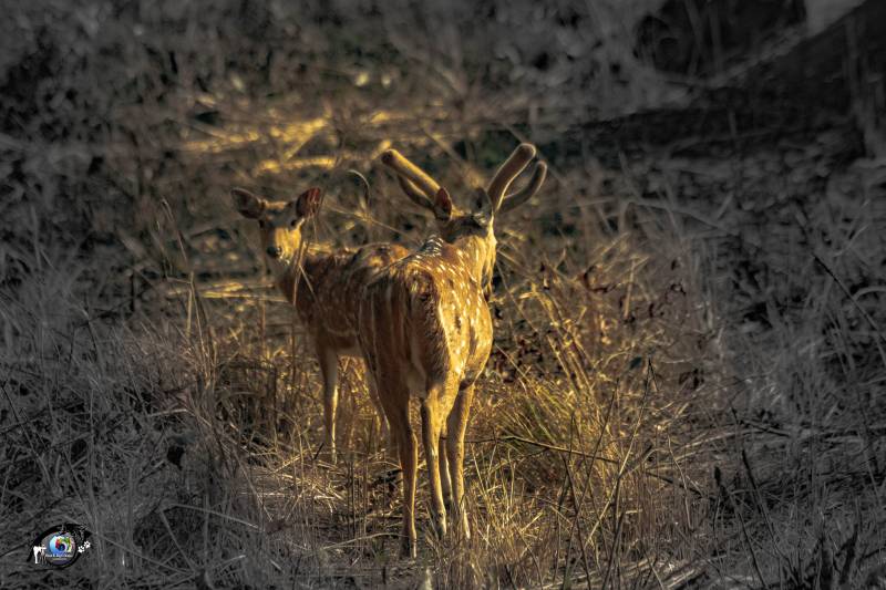 3 Night 4 Day Bardiya National Park - Nepal Tour