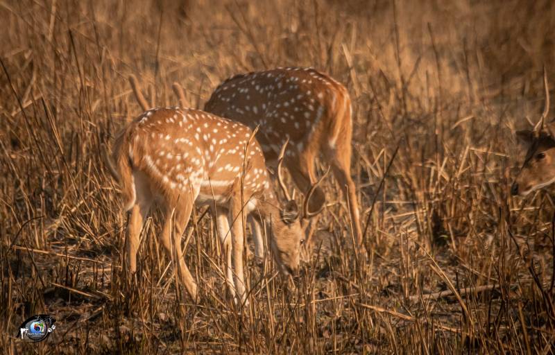 3 Night 4 Day Bardiya National Park - Nepal Tour