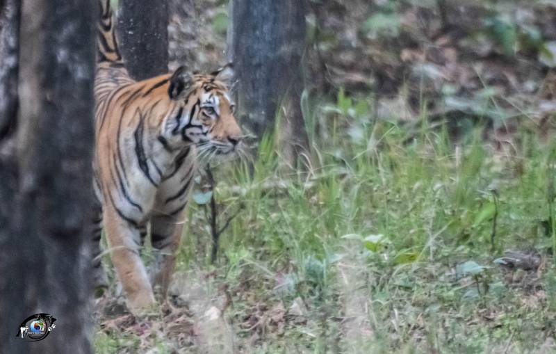 2 Night 3 Days The Land of Mowgli - Pench National Park Tour