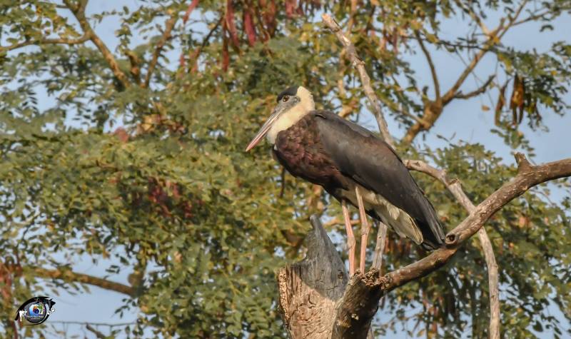 3 Night 4 Day Omar Kaziranga Tour Package