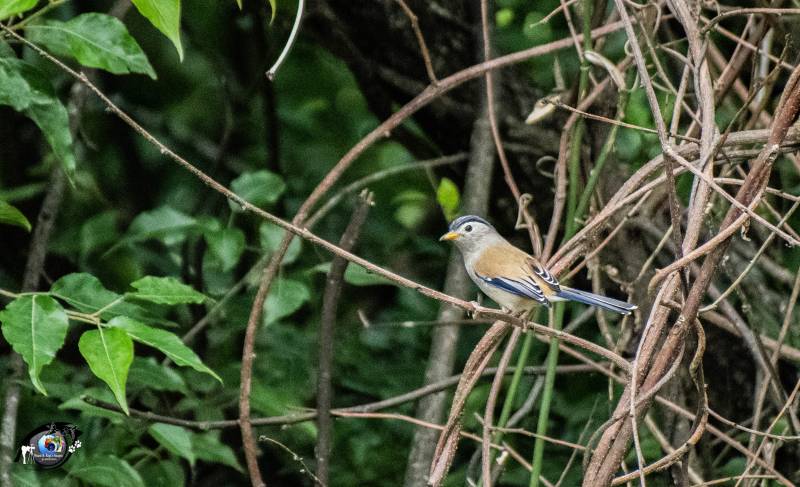 The Songs of feathers - Eagle nest Wildlife Sanctuary