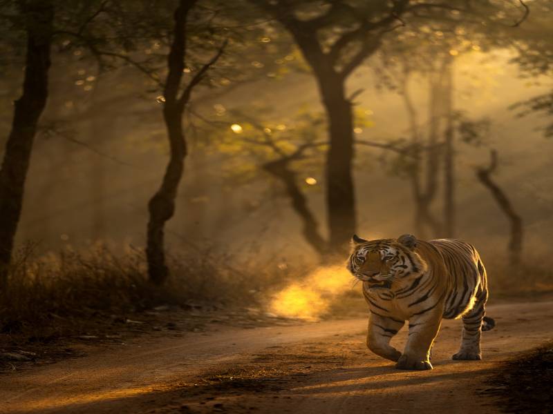 Nainital - Jim Corbett Tour Package