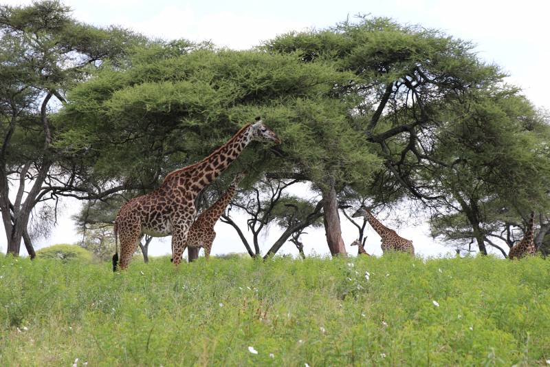 Tanzania Private Safari Tour