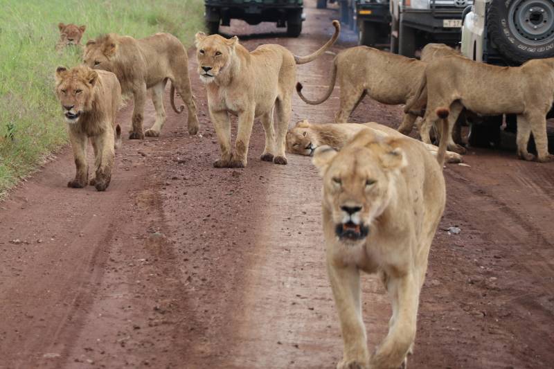 Tanzania Private Safari Tour