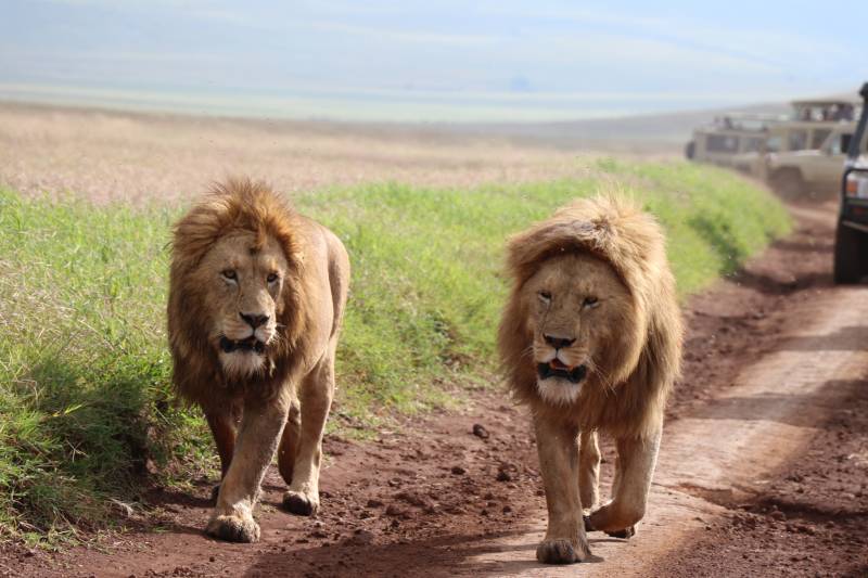 Tanzania Private Safari Tour