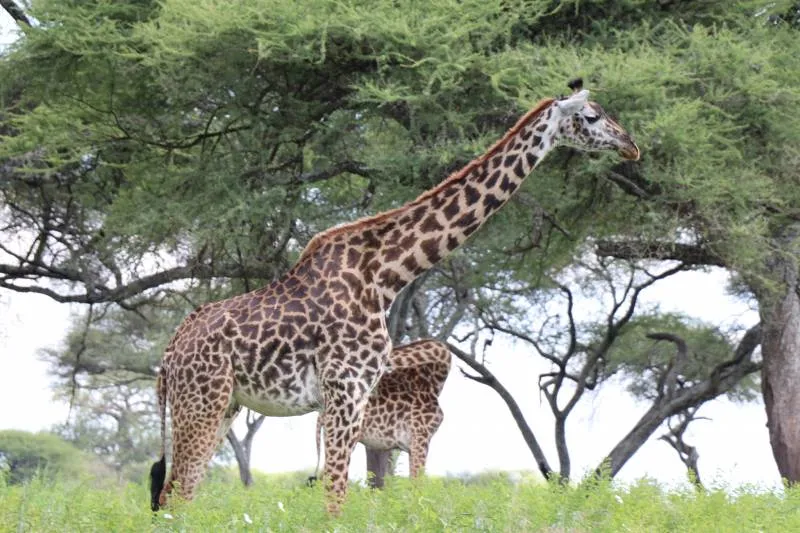 Tanzania Private Safari Tour