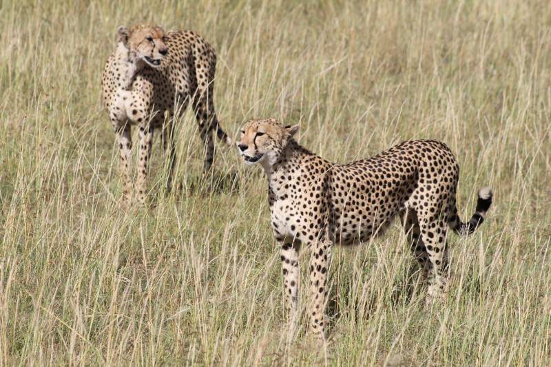 Tanzania Private Safari Tour