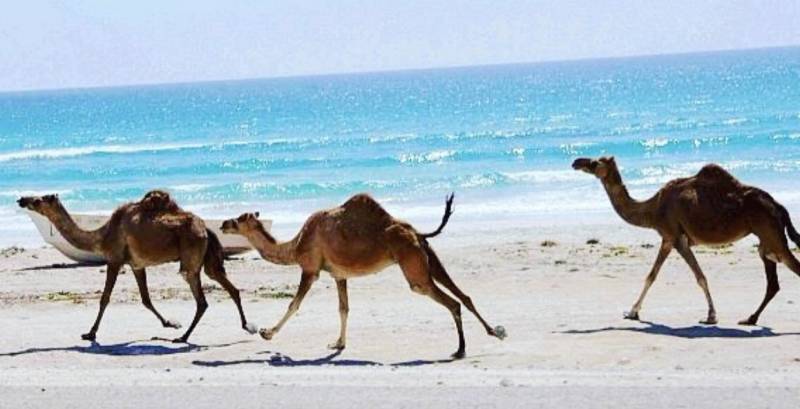 Salalah City Tour (Half-Day Tour) - Oman