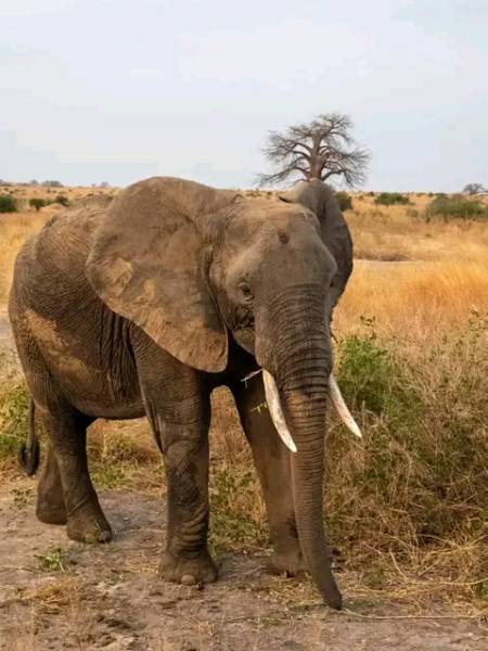 Ngorongoro Crater - Tarangire and Serengeti National Parks Tour