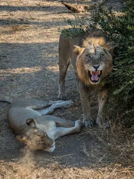 Ngorongoro Crater - Tarangire and Serengeti National Parks Tour