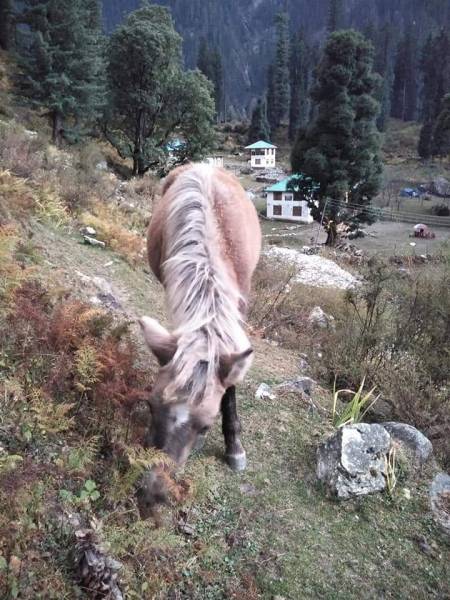 2 Night 3 Days Kasol Tour