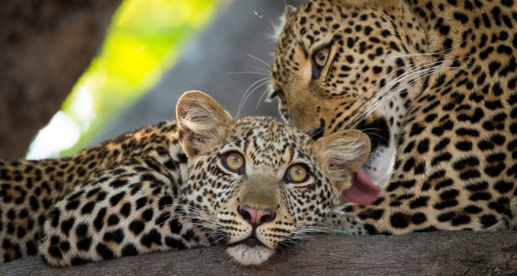 5 Days Budget Camping Safrai in Tanzania