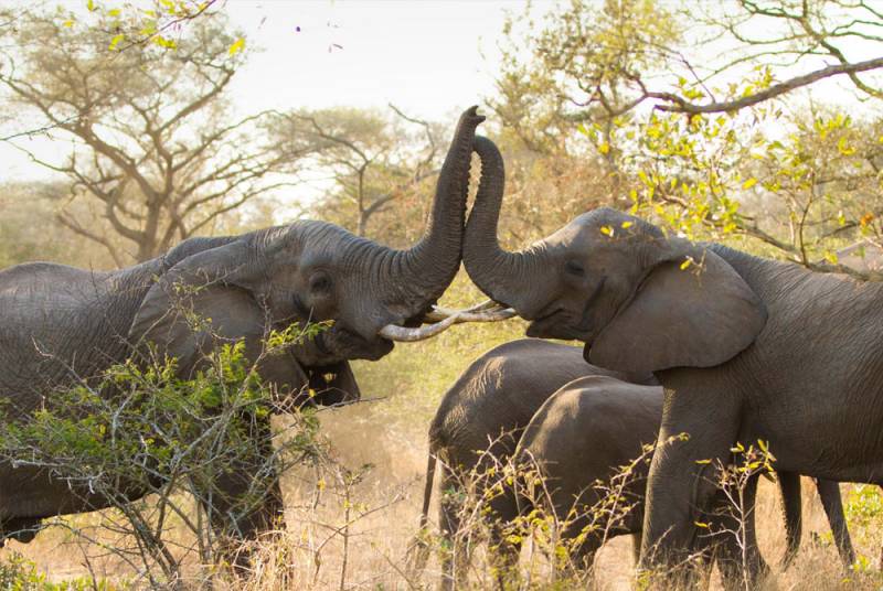 5 Days Budget Camping Safrai in Tanzania