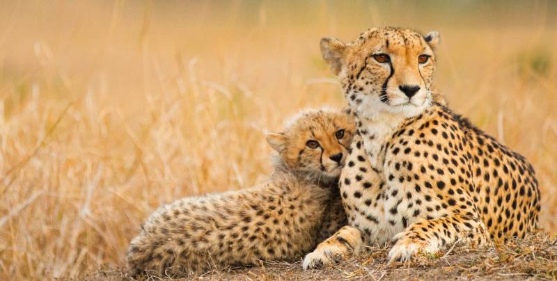 5 Days Budget Camping Safrai in Tanzania