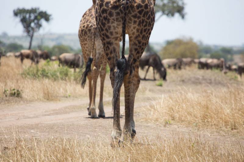 5 Days Budget Camping Safrai in Tanzania