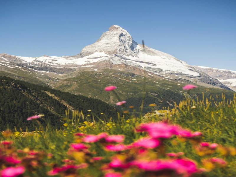 Dayara Bugyal Trek - Expansive Meadows 5 Days Tour