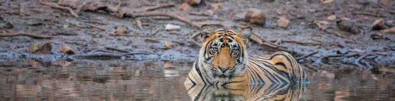 Taj Mahal With Ranthambore National Park Tour Image