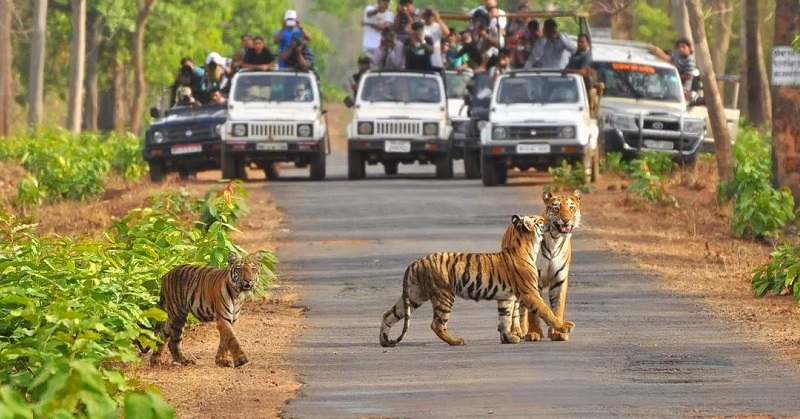 Jim Corbett National Park Tour Image