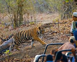 Bandhavgarh Wildlife Tour