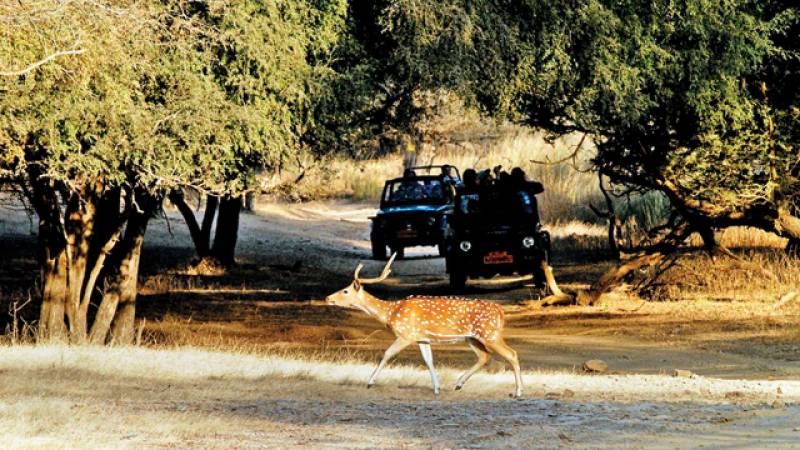Ranthambore Wildlife Sanctuary Tour