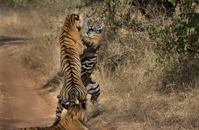Ranthambore Wildlife Sanctuary Tour