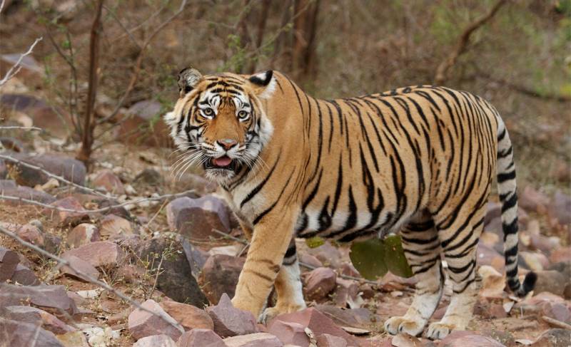 Ranthambore Wildlife Sanctuary Tour