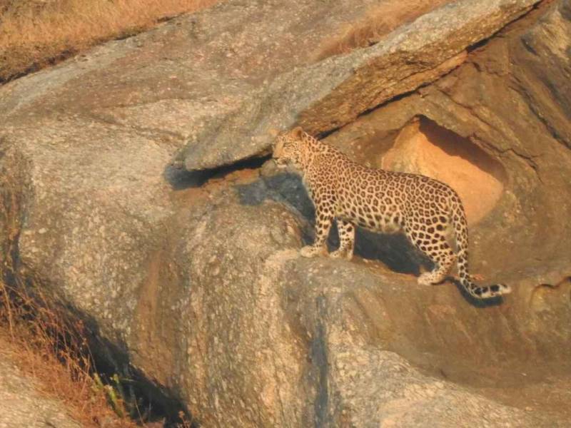 Jawai Wildlife Tour
