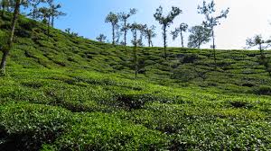 Banglore Mysore Coorg Wayanad Package