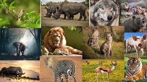 Shillong with Kaziranga 8 Days