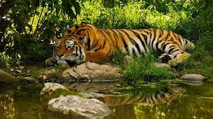 Sundarban Tiger Cruise Tour