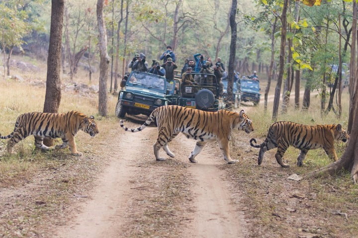 4N 5D Experience Wildlife Of Madhya Pradesh Tour