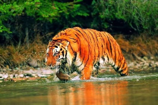 Kolkata Gangasagar Tour with Sundarban Jangal Safari