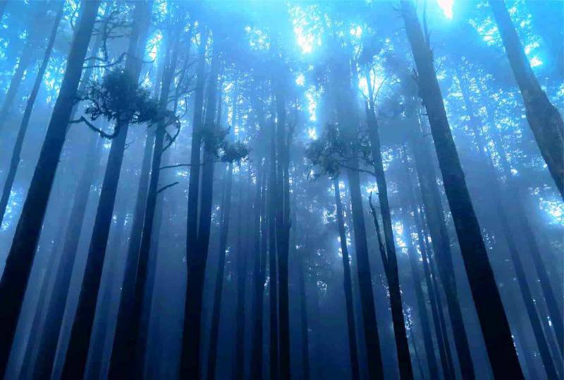 Gangtok Darjeeling 4N 5D